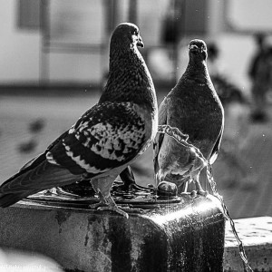 DSC_4356 (1)